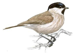 Carbonero palustre